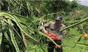 “Bà đỡ” cho nông dân vùng cao Lào Cai