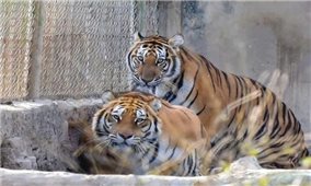 Thanh Hóa lên phương án chuyển 9 cá thể hổ ra Hà Nội