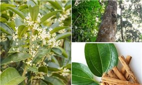 Bài thuốc từ cây quế chi