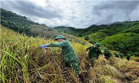 Bộ đội ở xã biên giới giúp dân thu hoạch lúa trước bão số 13