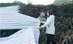 Sơn La chủ động phòng, chống sương muối bảo vệ cây cà phê trong mùa đông