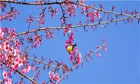 Sắp diễn ra Festival Khèn Mông và Lễ hội Hoa Tớ Dày chào Xuân 2026