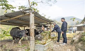 Đổi thay từ những mô hình sinh kế bền vững ở Tuyên Quang