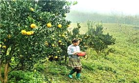 Quýt Mường Khương: Cây “đổi đời” cho đồng bào dân tộc thiểu số vùng núi Lào Cai