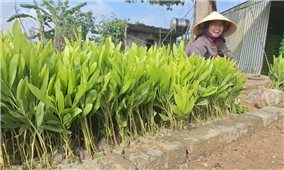 Người dân Nghệ An khẩn trương tái trồng rừng sau bão