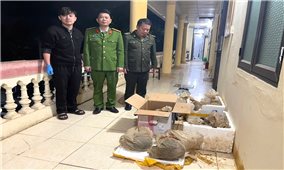 Phát hiện, cứu hộ thành công 12 cá thể tê tê Java đang bị đe dọa tuyệt chủng