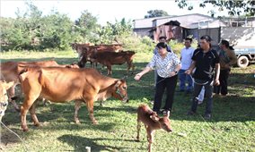 Quảng Ngãi: Đồng bào DTTS xã Ya Ly trực tiếp đến cơ sở cung ứng để chọn bò giống sinh sản được hỗ trợ