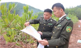 Lạng Sơn phát huy thế mạnh rừng: Từ “điểm nghẽn” đến bước đột phá kinh tế bền vững