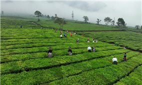 Nâng tầm giá trị chè Tân Uyên trong chuỗi xuất khẩu nông sản