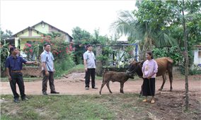 Dự án 3 Chương trình MTQG 1719 ở Đắk Lắk: Nhiều mô hình sinh kế giúp đồng bào DTTS thoát nghèo