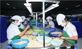 Bình Phước thông tin cơ hội, dự báo thị trường hạt điều năm 2025