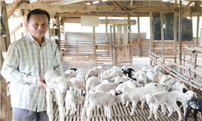 Chuyện làm giàu của nông dân Sằn Ỳ Sềnh