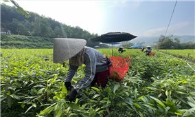Quảng Ngãi tổ chức đào tạo nghề cho lao động nông thôn