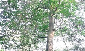 Phát hiện 18 cây chè cổ thụ 200 năm tuổi trên núi Tam Đảo