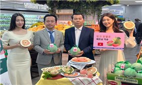 Trái bưởi Việt Nam chính thức có mặt trên kệ hàng Lotte Mart Hàn Quốc