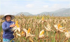 Đổi mới trên vùng “lá chắn thép” Du Long