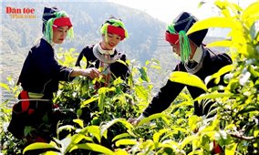 Kết nối tinh hoa của núi rừng