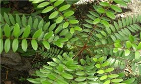 Tăng cường sức khỏe cùng cây mật nhân