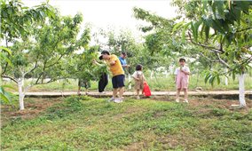 Đào Bắc Hà vào vụ mất mùa, dân lo lắng