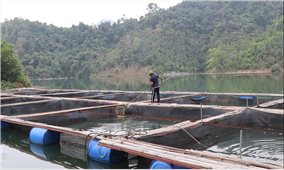 Nhiều nông dân Lạng Sơn đổi đời nhờ nuôi cá lồng