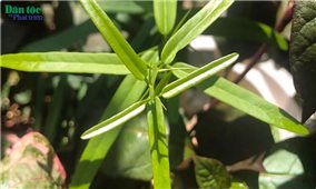 Lợi ích của vị thuốc xáo tam phân trong hỗ trợ trị ung thư