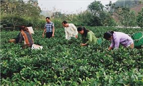 Hiệu quả thiết thực từ Dự án Hỗ trợ phát triển sản xuất theo chuỗi giá trị