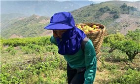 Cây đào rừng trở thành cây chủ lực giúp nhiều hộ dân tộc Mông thoát nghèo