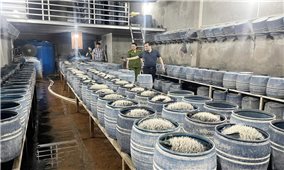 Phát hiện hai cơ sở trên địa bàn Tp. Lào Cai sử dụng hóa chất độc hại sản xuất hàng trăm tấn giá đỗ
