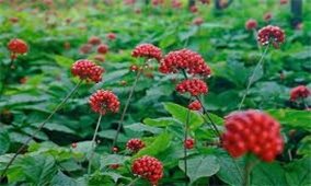 Kỹ thuật trồng và chăm sóc cây sâm Ngọc Linh