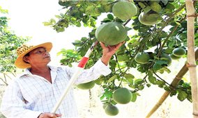 Vùng đồng bào DTTS tỉnh Ninh Thuận vươn mình phát triển