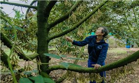 Nông dân thủ phủ sầu riêng thấp thỏm vì thời tiết