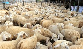 Ninh Thuận phát triển đàn dê, cừu theo chuỗi giá trị xuất khẩu