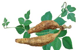 Phương pháp trồng sắn dây cho năng suất cao