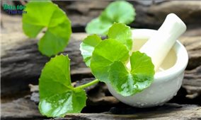 Thảo dược hỗ trợ thanh nhiệt và giảm mụn hiệu quả