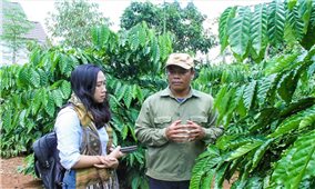 Mô hình tái canh cà phê của trưởng buôn, giúp bà con thay đổi cách làm