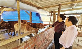 Sản xuất theo chuỗi giá trị: Thúc đẩy giảm nghèo vùng đồng bào DTTS và miền núi