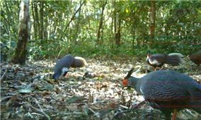 Khu rừng ở Đắk Lắk ghi nhận nhiều điểm có gà lôi trắng