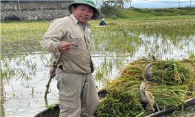 Nông dân xứ nghệ khóc ròng trên đồng lúa