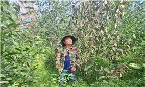 Nghệ An: Ngành chức năng sớm vào cuộc làm rõ cây keo chết hàng loạt