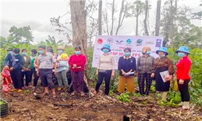 Gia Lai: Nghiệm thu đề tài trồng và chế biến sản phẩm thương mại từ cây đảng sâm theo tiêu chuẩn GACP-WHO