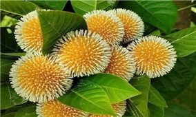 Cây gáo nước chữa bệnh gì?