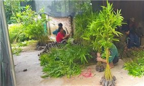 Người trồng rừng Thanh Hóa ứng phó với chu kỳ cây trồng bị 