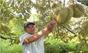 Khánh Hòa: Tìm hướng đi bền vững cho các sản phẩm cây trồng