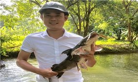 Thanh niên dân tộc Mường thành công nhờ nuôi thử nghiệm được giống cá quý