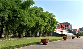 Chuyện cây luồng xứ Thanh vươn bóng xanh bên Lăng Bác