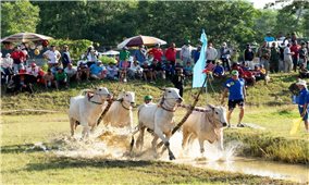 64 đôi bò tranh tài kịch tính tại Hội Đua bò Bảy Núi ở An Giang năm 2025