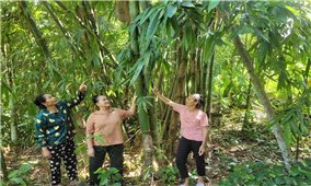 Đồng bào Mường ở Thiết Giang trồng cây măng Bum để nâng cao đời sống
