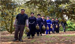Trái sầu riêng thành “trái vàng, trái bạc”
