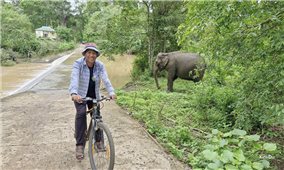 Chàng trai M’nông khởi dựng mô hình du lịch cộng đồng bên voi