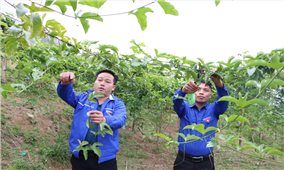 Nông dân Lai Châu phá thế “độc canh” về cây trồng, vật nuôi
